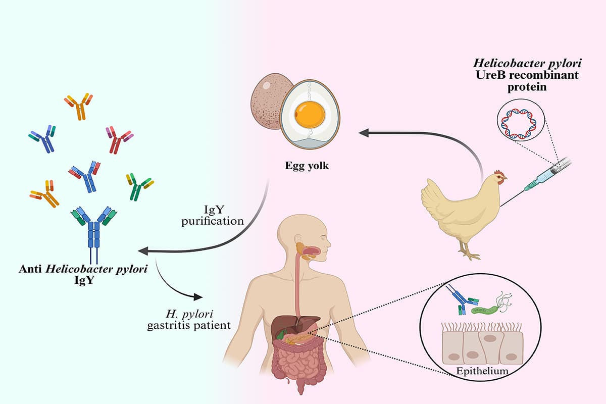 Gastric Infection Therapy