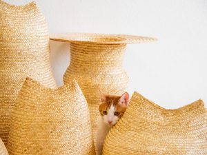 WHECAT – Turning Burned Wheat Straw into Sustainable Pet Supplies