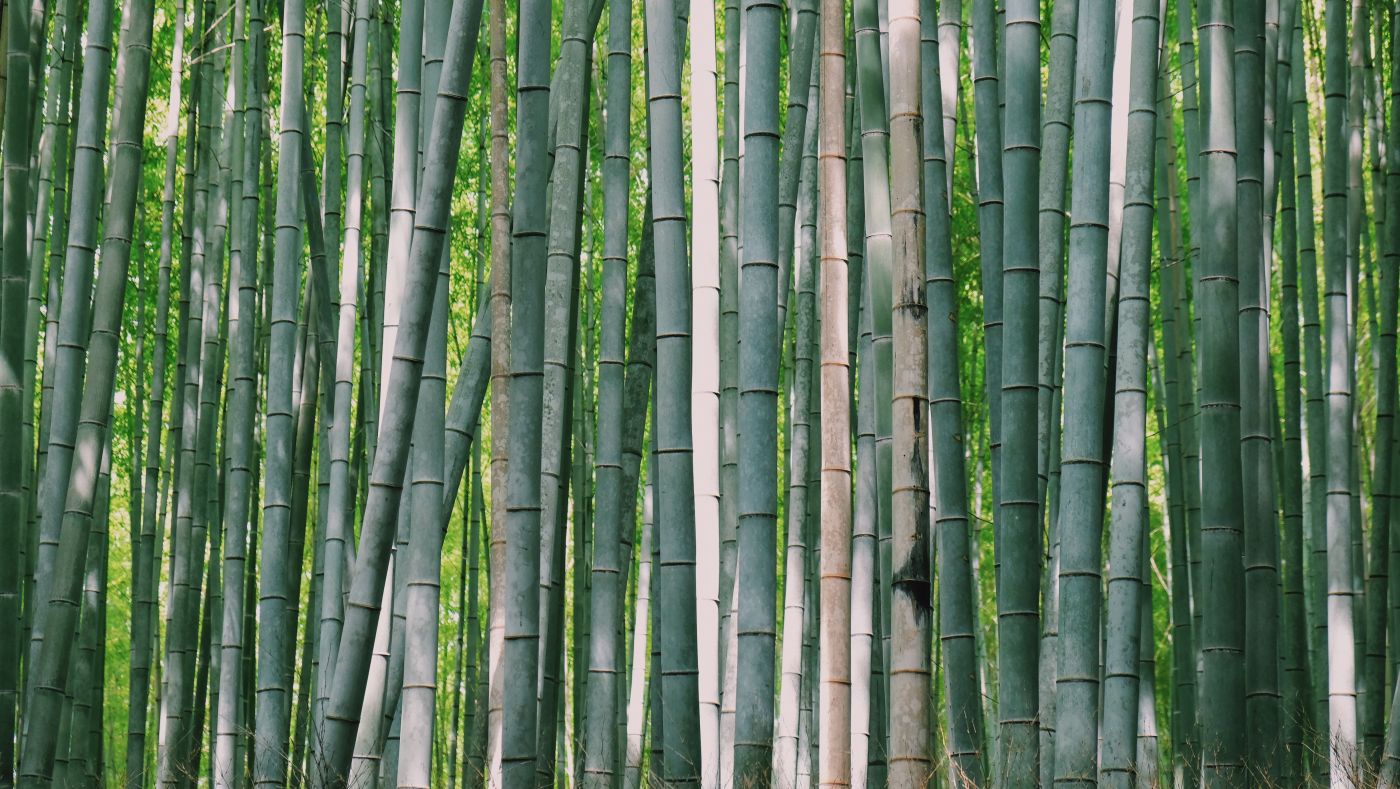 Bambuild