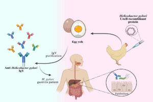Gastric Infection Therapy